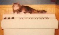 A Mellotron. And a cat.